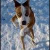 DOGG